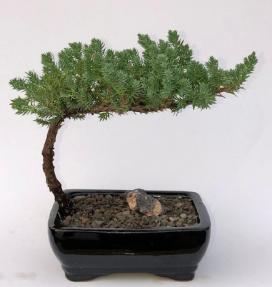 Small Juniper Bonsai Tree (Juniper Procumbens 'nana')