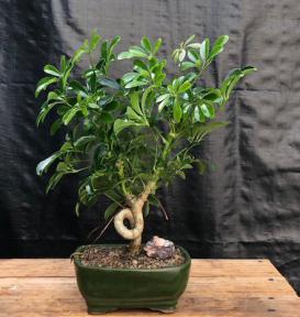 Hawaiian Umbrella Bonsai Tree - Medium Coiled Trunk Style (Arboricola Schefflera 'Luseanne')