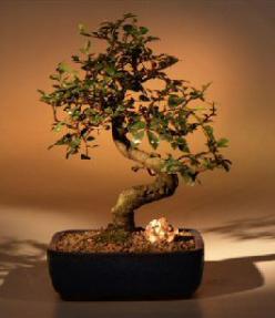 Chinese Elm Bonsai Tree, Medium Curved Trunk Style (Ulmus Parvifolia)