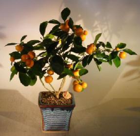 Orange Citrus Bonsai Tree ('Calamondin' Orange)