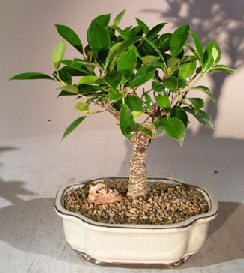 Medium Ficus Retusa Bonsai Tree (Ficus Retusa)