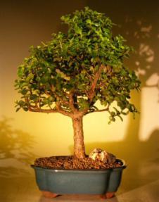 Baby Jade Bonsai Tree Extra Large (Portulacaria Afra)