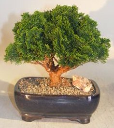 Hinoki Cypress Medium Bonsai Tree Evergreen Conifer (chamecyparis obtusa 'nana')