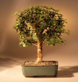 Baby Jade Bonsai Tree Medium (Portulacaria Afra)