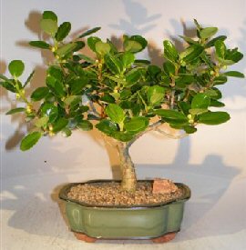 Green Island Ficus Bonsai Tree (ficus microcarpa)