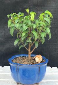 Ficus 'Too Little' Bonsai Tree Small (ficus benjamina 'too little')