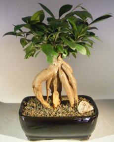 Ginseng Ficus Bonsai Tree Medium (Ficus Retusa)