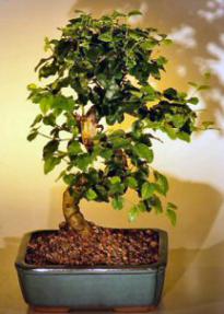 Flowering Ligustrum Bonsai Tree with Curved Trunk - Medium Size (Ligustrum Lucidum)