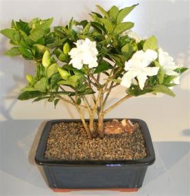 Flowering Gardenia Bonsai Tree, Multi Trunk Style (Gardenia Jasminoides)