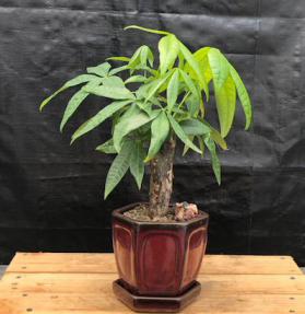 Money Bonsai Tree Stump Style (Pachira Aquatica)