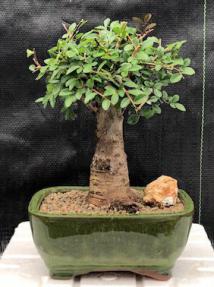 Chinese Elm Bonsai Tree, Aged Straight Trunk Style, Large (ulmus parvifolia)