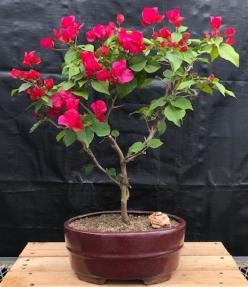 Flowering Red Bougainvillea Bonsai Tree Upright - Pink Pixie