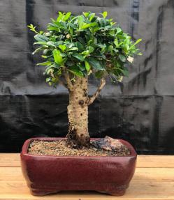 Flowering Fukien Tea Bonsai Tree - Upright Aged Large (Ehretia Microphylla)