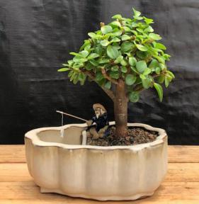 Baby Jade Bonsai Tree with Land Water Pot and Scalloped Edges (Portulacaria Afra)