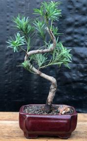 Flowering Podocarpus Bonsai Tree 'Curved' Small (Podocarpus Macrophyllus)