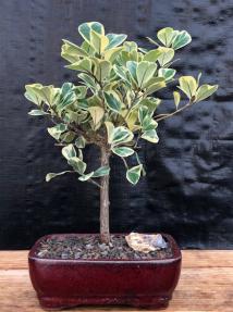 Variegated Ficus Triangularis Bonsai Tree (Ficus Triangularis 'Variegata')