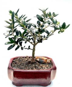 Flowering & Fruiting European Olive Bonsai Tree (Olea Europaea 'Little Ollie')