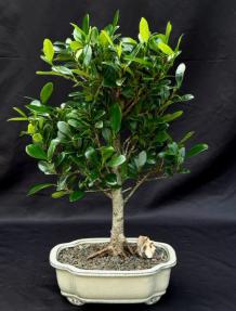 Ficus Kaneshiro Bonsai Tree (ficus microcarpa 'kaneshiro')