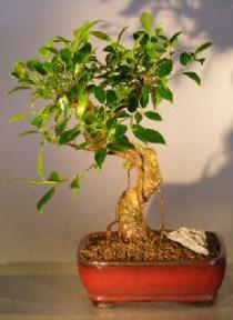 Ficus Retusa Bonsai Tree - Medium Curved Trunk Style