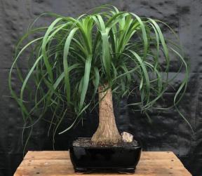Ponytail Palm Large - Beaucamea Recurvata