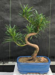 Flowering Podocarpus Bonsai Tree 'Curved' Medium (Podocarpus Macrophyllus)