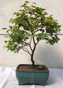 Flowering Jaboticaba Bonsai Tree Medium (Eugenia Cauliflora)