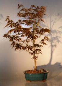 Japanese Red Maple Bonsai Tree Large (acer palmatum 'atropurpureum')