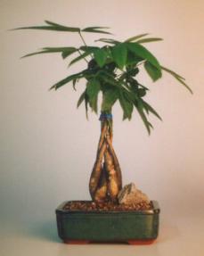 Braided Money Bonsai Tree 'Good Luck Tree' Medium (pachira aquatica)