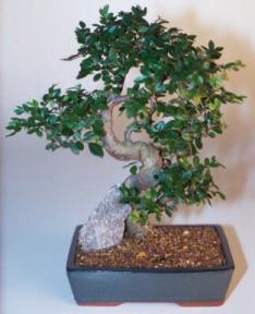 Chinese Elm Bonsai Tree, Extra Large, Curved Trunk Style (Ulmus Parvifolia)