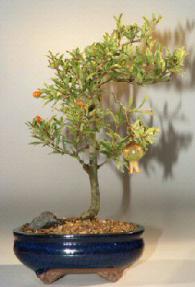 Flowering & Fruiting Dwarf Pomegranate Bonsai Tree - Medium (Punica Granatum)