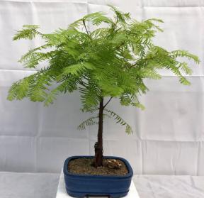 Medium Redwood Bonsai Tree (Metasequoia Glyptostroboides)