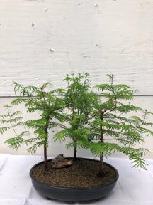 Redwood Bonsai Tree - Three Tree Forest Group Medium (metasequoia glyptostroboides)