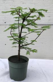 Pre Bonsai Redwood Bonsai Tree Large (Metasequoia Glyptostroboides)