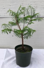 Pre-Bonsai Redwood Bonsai Tree Medium (Metasequoia Glyptostroboides)