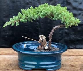 Juniper Bonsai Tree with Land Water Pot - Small (Juniper Procumbens 'nana')