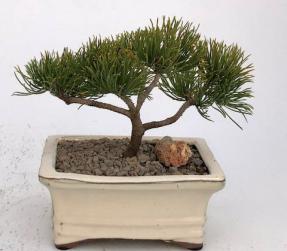 Small Mugo Pine Bonsai Tree (pinus mugo 'valley cushion')