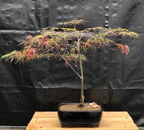 Crimson Queen Japanese Maple Bonsai Tree (Acer palmatum var dissectum 'Crimson Queen')