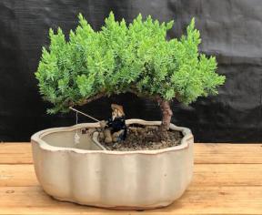 Juniper Bonsai Tree in Land Water Pot with Scalloped Edges Medium (Juniper Procumbens 'nana')