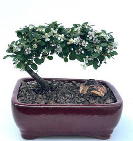 Flowering & Fruiting Evergreen Cotoneaster Bonsai Tree (Dammeri 'Streibs Findling')