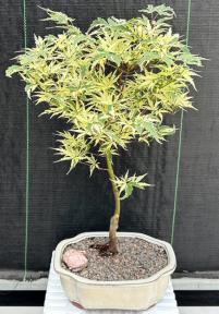 Variegated Butterfly Japanese Maple Bonsai Tree (Acer palmatum Butterfly)