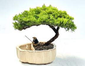 Juniper Bonsai Tree in Land Water Pot with Scalloped Edges Large (Juniper Procumbens 'nana')