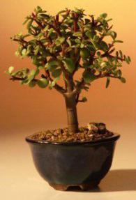 Small Baby Jade Bonsai Tree (Portulacaria Afra)