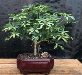 Golden Hawaiian Umbrella Bonsai Tree - Medium (Arboricola Schefflera)