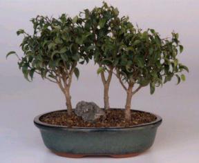 Ficus Too Little Bonsai Tree - 3 Tree Forest Group (ficus benjamina 'too little')