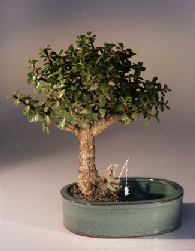 Baby Jade Bonsai Tree with Land Water Pot - Medium Size (Portulacaria Afra)
