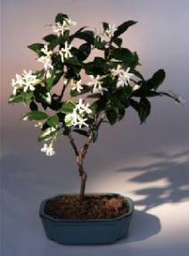 Flowering White Jasmine Bonsai Tree (trachelospermum jasminoides)