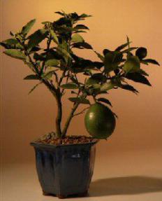 Flowering Lemon Bonsai Tree (Meyer Lemon)