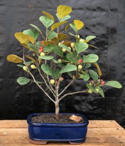 Mistletoe Fig Bonsai Tree (Ficus Diversifolia)