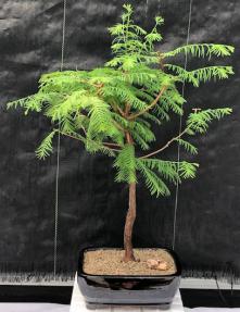 Large Redwood Bonsai Tree (Metasequoia Glyptostroboides)