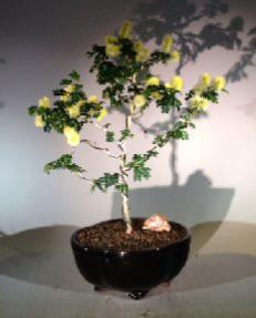 Flowering Texas Ebony Bonsai Tree (Pithecolobium Flexicaule)
